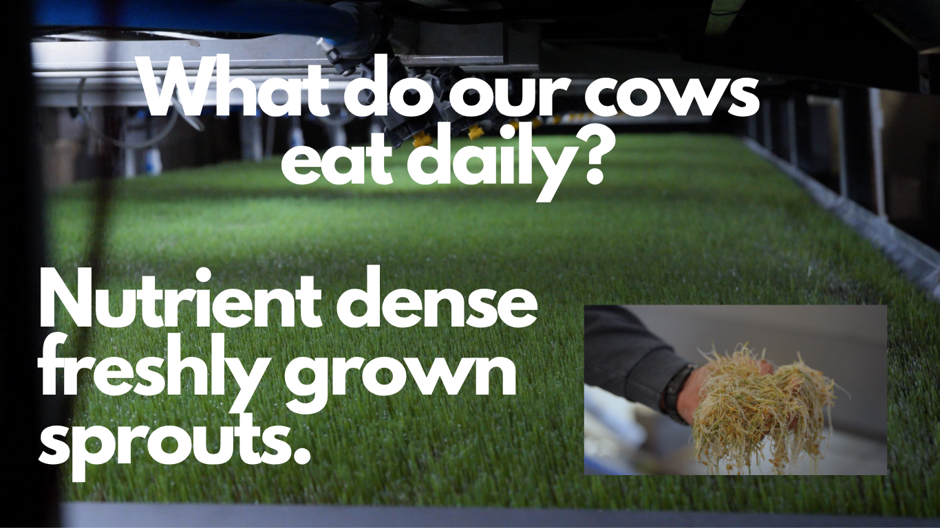 Our cows eat nutrient dense freshly grown sprouts daily.