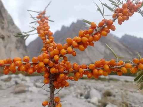 Organic Sea Buckthorn Oil