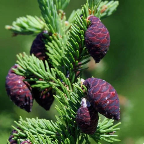 Black Spruce