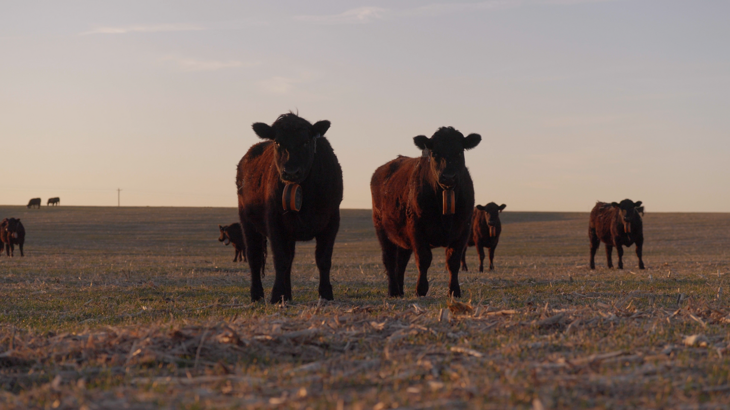 Ultimate Ranch Partnership - 560lb Custom-Cut Whole Beef Experience