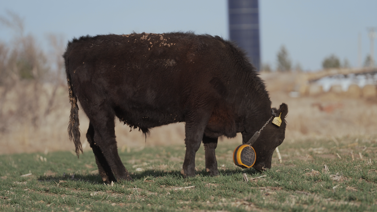 Complete Local Beef Ranch Experience - 20lb Premium Cuts Collection