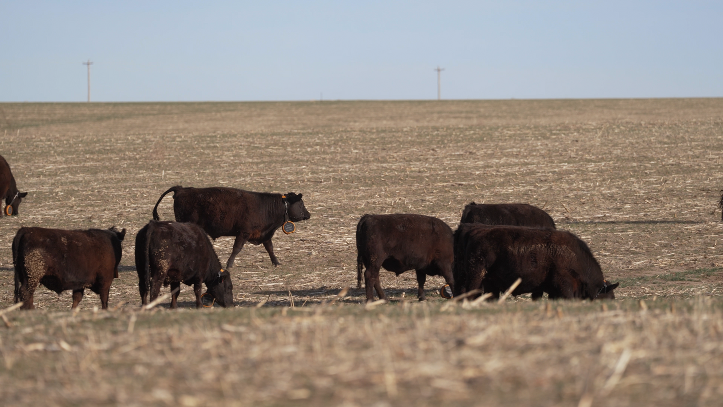 Complete Local Beef Ranch Experience - 20lb Premium Cuts Collection