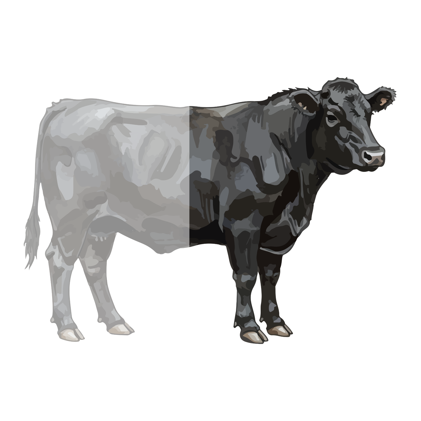 240lb Custom-Cut Beef Eater's Paradise