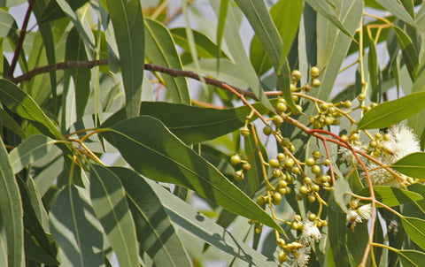 Eucalyptus Essential Oil