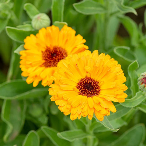 Calendula