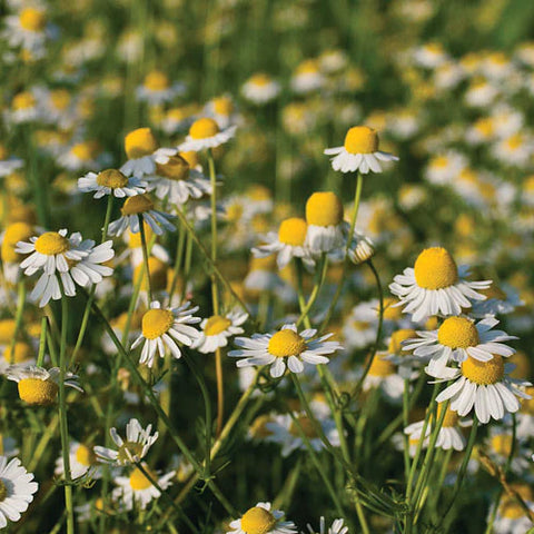 Chamomile