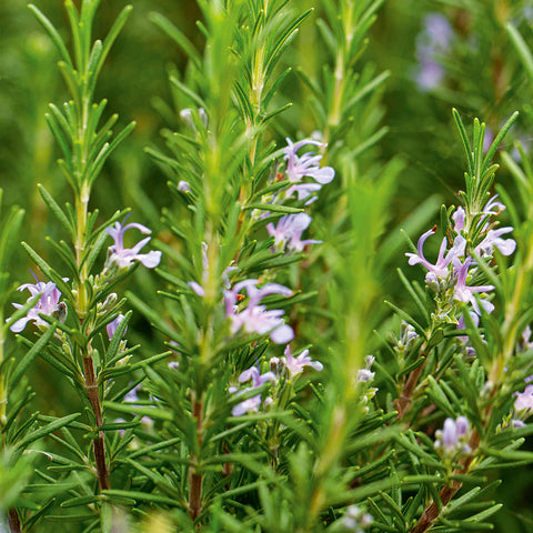 Rosemary essential oil