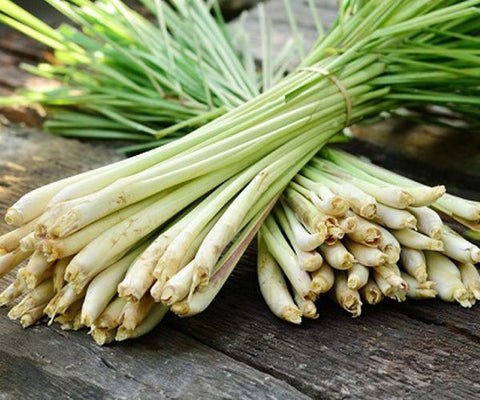 Lemongrass Essential Oil