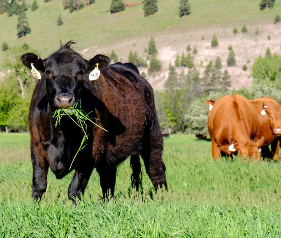 THIS ISN'T A
TRADITIONAL
RANCHING. IT'S A
CONTINUE SYSTEM