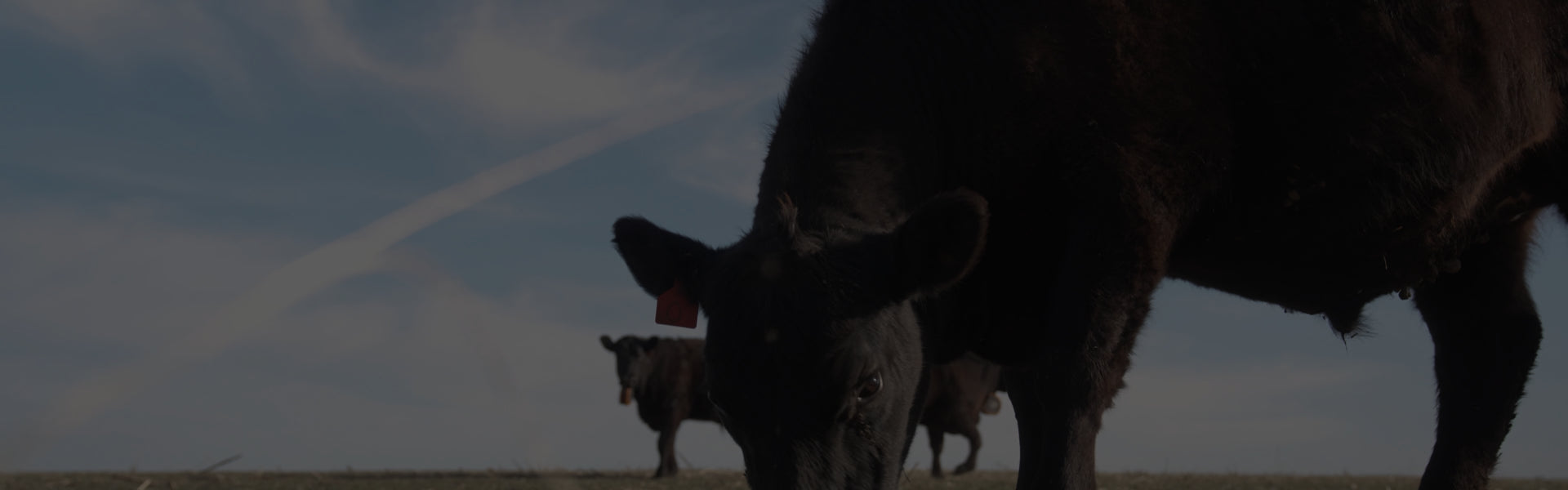 Beef, Raised Without Compromise.